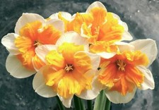 NARCISSUS~ORANGERY~FLOWER