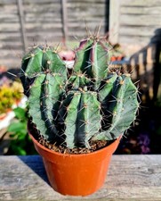 CLEARANCE - Stenocereus Pruinosus | Grey Ghost Organ Pipe cactus plant 