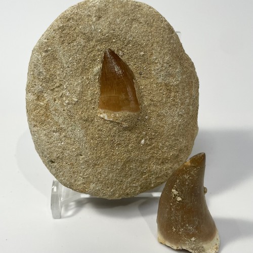 Mosasaur tooth bundle with - tooth,