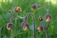 Geum rivale (Water avens) -