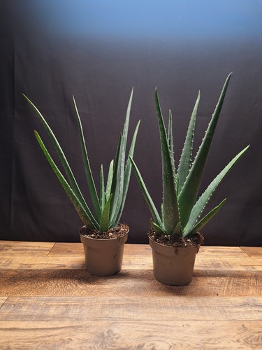Aloe vera plants 10 - aloe, in