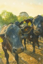 Curious Aberdeen Angus Cattle