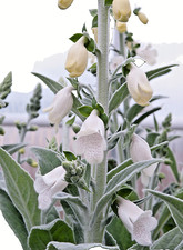 10 x Plug Plants  Digitalis