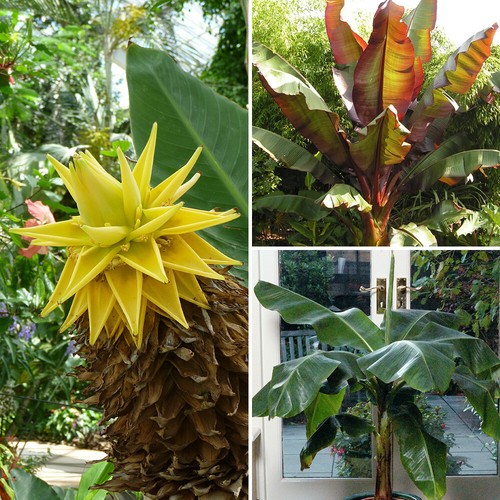 Banana plant collection - banana,