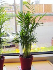 1Pot Upright Palm Parlour