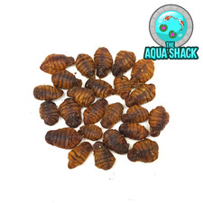 Natural dried silkworm - dried,