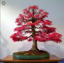 Japanese Red Maple Bonsai Tree