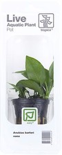 Anubias barteri Nana Tropica