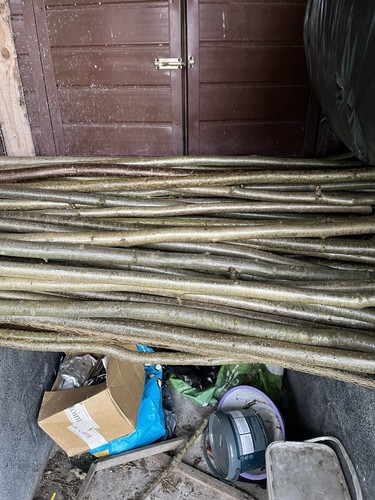 Hazel walking stick shanks - hazel,
