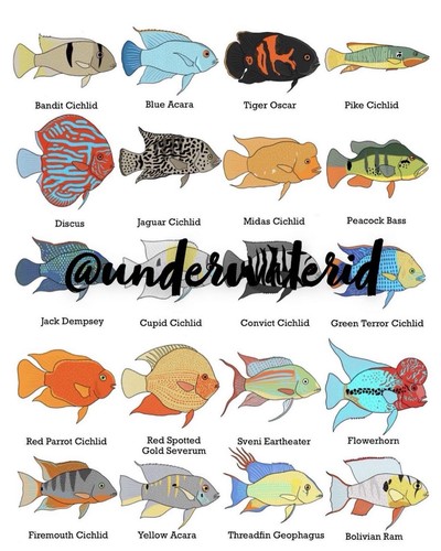 South american cichlid wall - american,