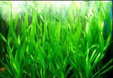 10 Vallisneria Torta (Twisted Vallis)  Live Aquarium Aquatic Tropical Plant