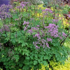 THALICTRUM 'Black Stockings'