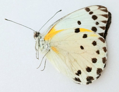 Belenois calypso - belenois,
