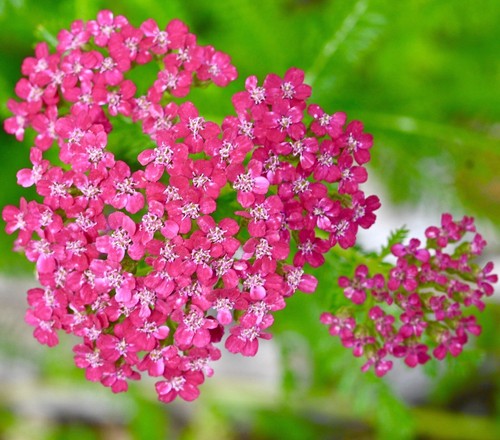 Achillea millefolium yarrow - achillea,