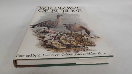 Wildfowl europe myrfyn - wildfowl,