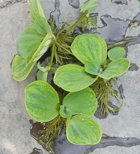 Organic water lettuce floating - lettuce,