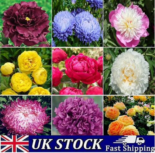 Mixed color double - color, peony