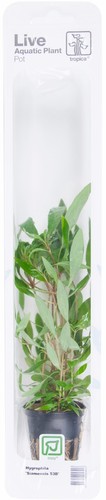Hygrophila siamensis 53b - hygrophila,