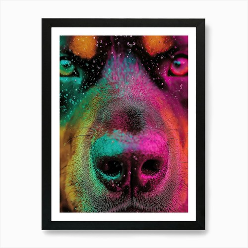 Rottweiler art print framed - 12,