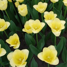 T&M Tulip Mid World Friendship Garden Plant Hardy Bulb Flowering Garden 10 Bulbs