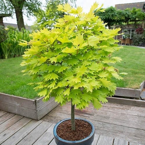Acer tree jordan golden full - golden,