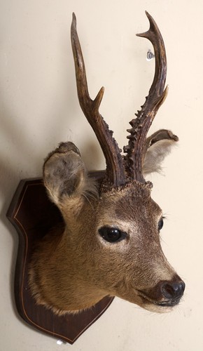 Beautiful 6ender deer head - deer,
