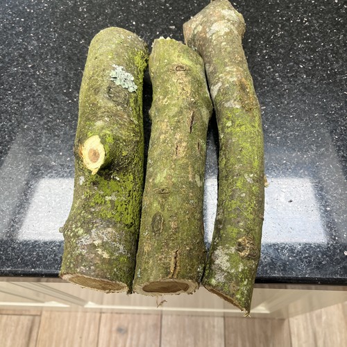 Three laburnum logs for wood - three,