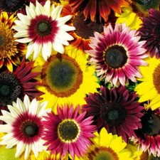 80 seeds Sunflower dwarf Fantasy mixture +4"FREE REUSABLE PLANT LABEL 