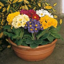 Thompson & Morgan Polyanthus