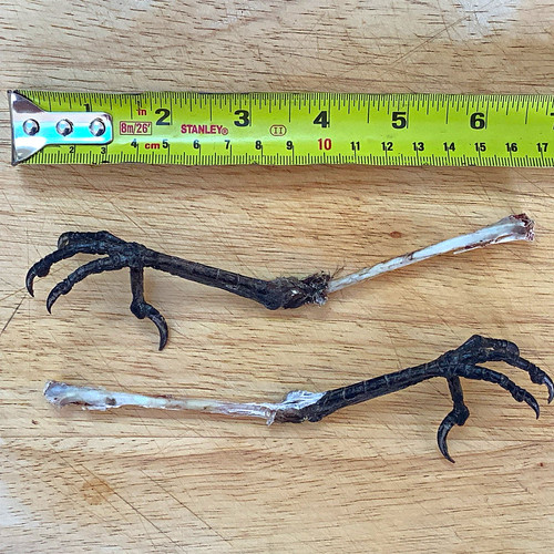 Crows feet taxidermy bird - feet,
