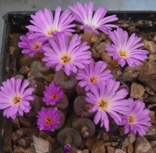 Conophytum chrisolum type - conophytum, (type
