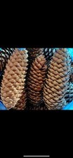 20 NORWAY SPRUCE cones (3to 4 Ins ) Large Pine Cones for crafts & Decorations