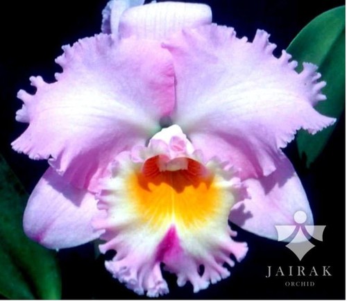 Rare cattleya rlc mishima - cattleya,