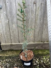 Atlas Cedar 'Glauca' Cedrus