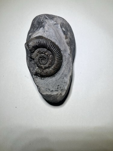 Dactylioceras ammonite fossil - dactylioceras,