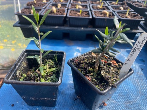 Bonsai tree collection - tree,