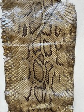 Rare Vintage Python Snake