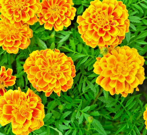 Del sol french marigold - sol, –