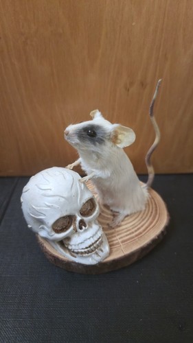 Taxidermy mouse white - taxidermy, rare