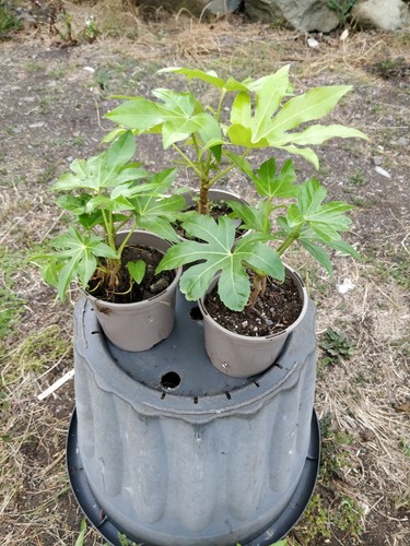 Japanese fatsia - japanese, fatsia/fatsia