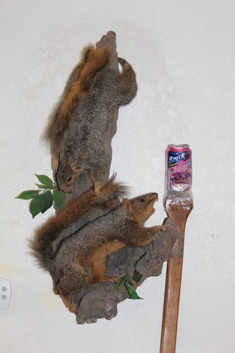 Taxidermy squirrel chipmunk - squirrel,
