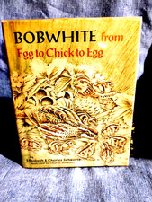 BOBWHITE FROM EGG TO CHICK TO