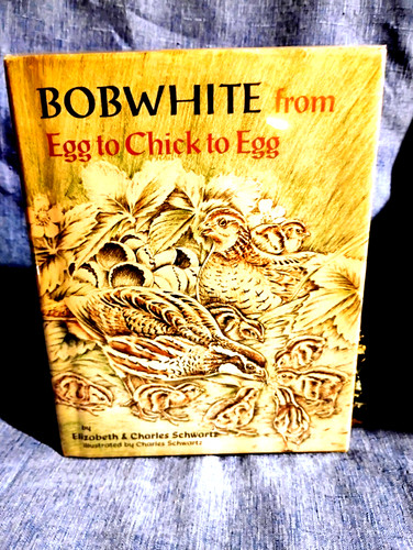 Bobwhite from egg chick - bobwhite, to