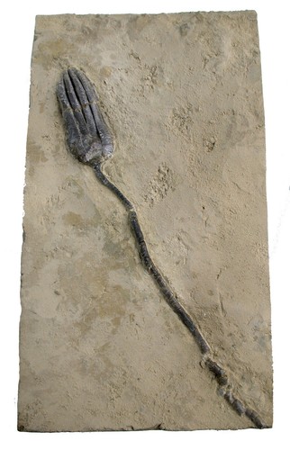 Triassic encrinus liliiformis - triassic,