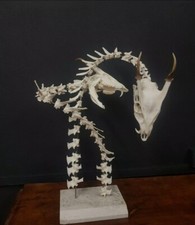 Fantasy Dragons Skeleton
