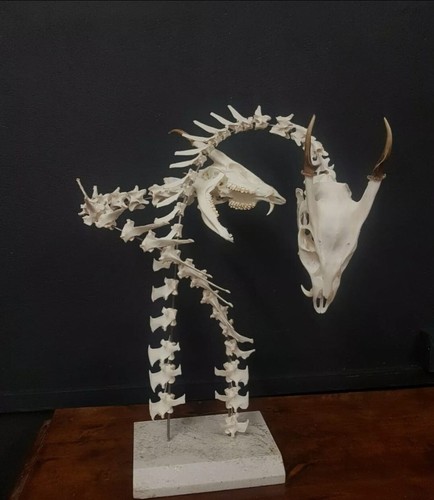 Fantasy dragons skeleton - fantasy,