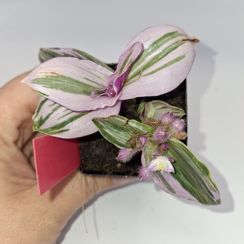 Tradescantia nanouk variegated - tradescantia,