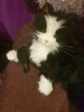 CAT KITTEN REAL LIFE It Purs