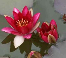 Dwarf Red water lily Pygmy