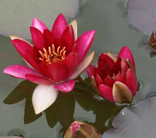 Dwarf red water lily - red, pygmy
